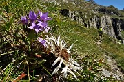 34 Fiore di carlina bianca con genzianella germanica